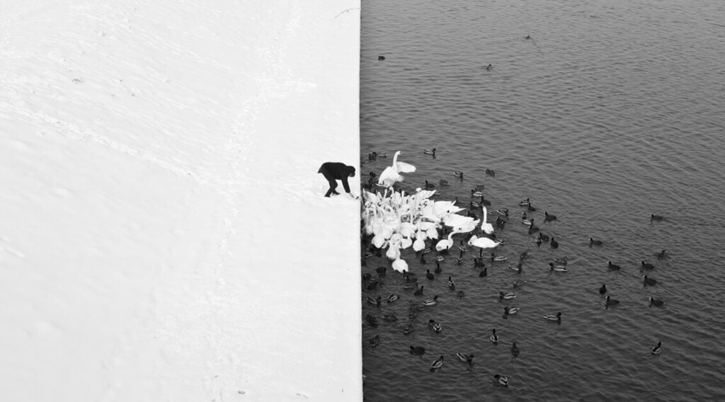 A man feeding swans in the snow